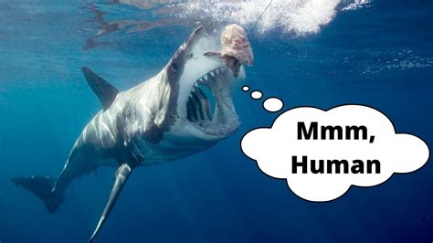 Why do sharks attack humans. Things To Know About Why do sharks attack humans. 